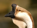 African Goose 7