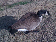 Goose 4