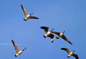 Goose Hunting Photo