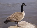 Canada Goose 1