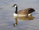 Canada Goose 2