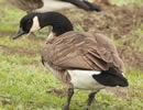 Canada Goose 3