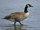 Canada Goose 5