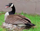 African Goose 6