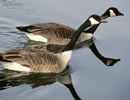 Canada Goose 7