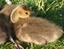 Canada Goose 8