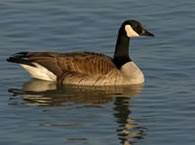 Goose 1