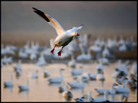 Goose 10