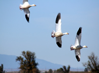 Goose 11
