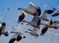 Goose 12