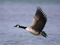 Goose 3