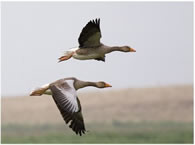 Goose 5
