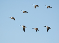 Goose 6