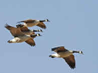 Goose 7