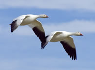 Goose 8