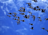 Goose 9