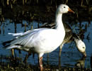 Snow Goose 1