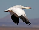 Snow Goose 2