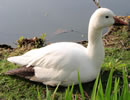 Snow Goose 3