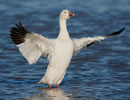 Snow Goose 4