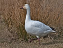 Snow Goose 5