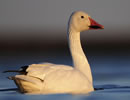 Snow Goose 6