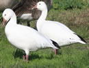 Snow Goose 7