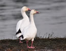 Snow Goose 8